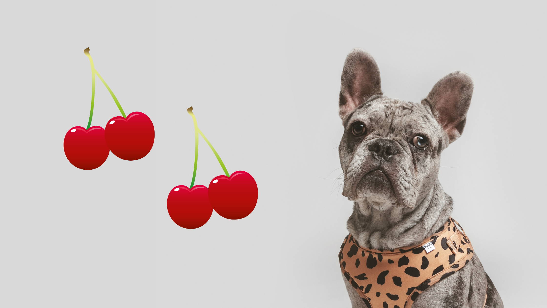 🍒 Can Dogs Eat Cherries? Bijou and Co.